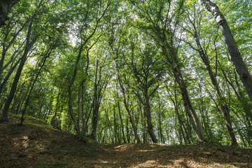 mysterious forest, Hoia-Baciu, Romania Near Cluj