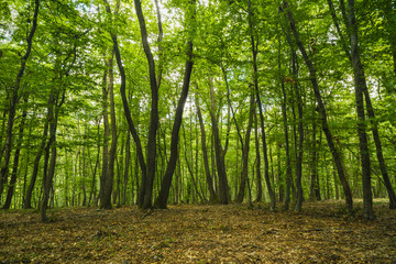 Fototapeta na wymiar mysterious forest, Hoia-Baciu, Romania Near Cluj