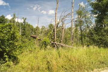 Obraz premium Wood with dry tree on background sky