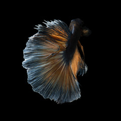 Betta fish on black background