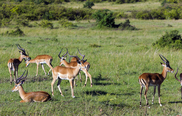Naklejka na ściany i meble Herd of males black-faced impala antelopes (Aepyceros melampus) grazing in the savannah at Tarangire National Park, Tanzania.