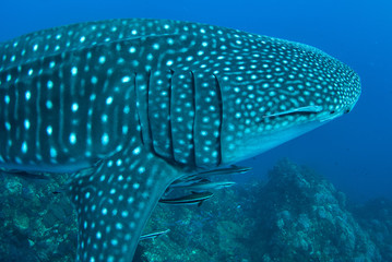 Naklejka premium Whale shark in Richelieu Rock, North Andaman, .
