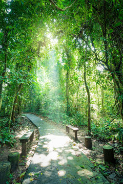Fototapeta Way inside tropical forest