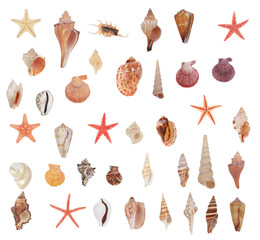 cockleshell © fotomaster