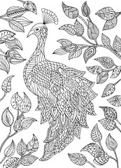Peacock illustration.