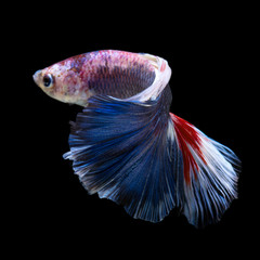 Betta fish. Capture the moving moment of red-blue siamese fighti