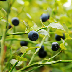 Blueberry bush with ripe blueberries in nature