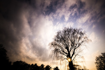 夕暮れの空と大木