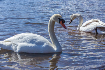ハクチョウ（白鳥）