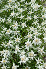 stelle alpine in verticale