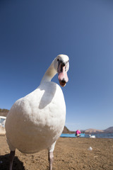 ハクチョウ（白鳥）