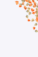 autumn leaves isolated on white background.