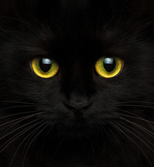 Cute muzzle of a black cat close up
