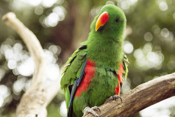 Cut tousled Funny Green Parakeet parrot