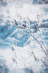 frozen branches under snow in winter  background