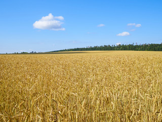 A wheat field, fresh crop of on a sunny day. Rural Landscape
