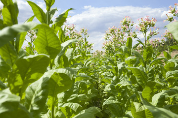 field of tobacco