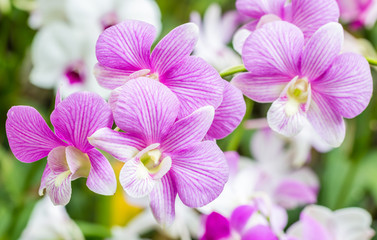 Fototapeta na wymiar Purple White orchids.