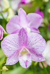 Naklejka na ściany i meble Purple White orchids.