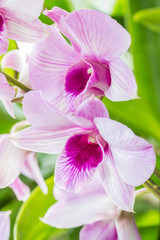 Sweet purple orchids.