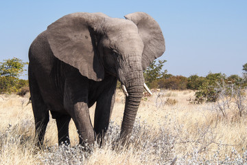Fototapeta na wymiar Namibia - Afrikanischer Elefant im Etoscha Nationalpark 