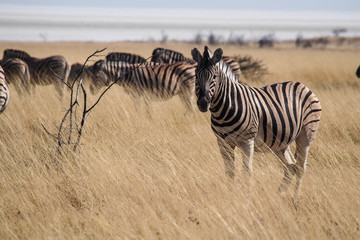 Fototapeta na wymiar Namibia - Bergzebra im Etoscha Nationalpark 
