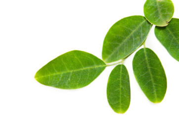 Moringa leaf on white background