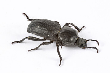 Small black beetle isolated on white. Macro Photography