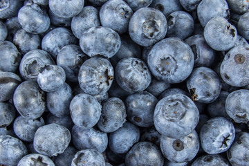 Background covered with fresh ripe blueberries.