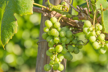 vigne et grappe de raisins