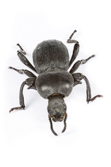 Small black beetle isolated on white background. Macro Photography.