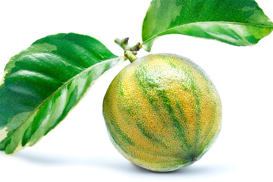 Variegated Lemon