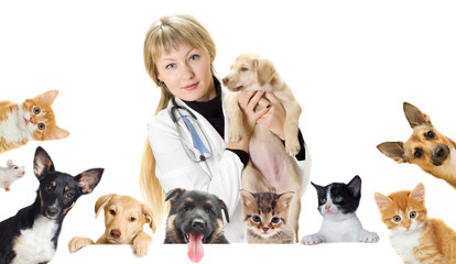  vet and dog and cat