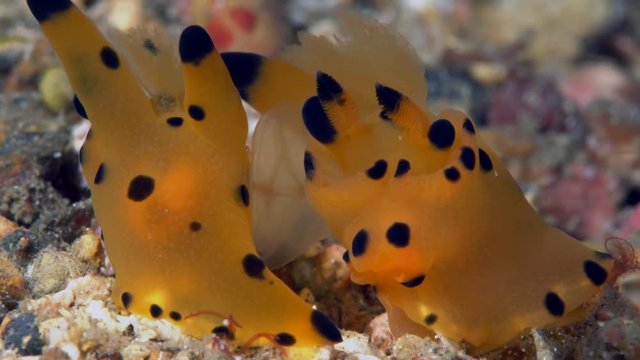 Pikachu - Thecacera sp. 2 nudibranch mating in sand