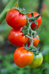 Ripe tomato on a branch in