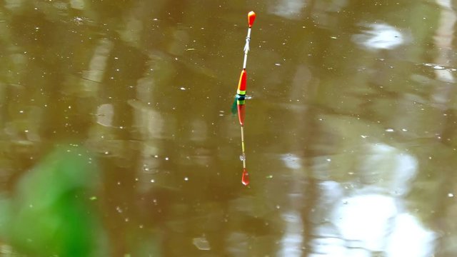 Fishing Float in Water and Dragonfly