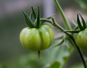 Green tomatoes on a branch in