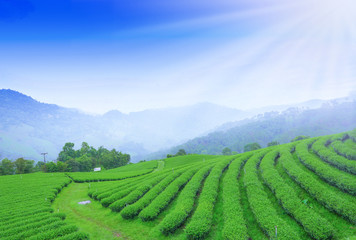 green tea plantation - obrazy, fototapety, plakaty
