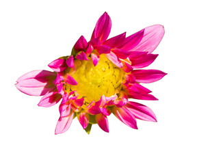 Isolated pink flower with yellow pollen, Dalia