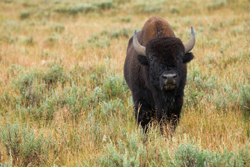 bison in grasslands of Yellowstone National Park in Wyoming