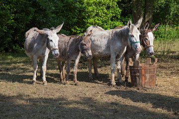 Donkeys and Mule drinking water