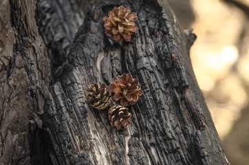 Pine cone on old tree