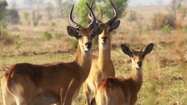 Herd of springbok antelopes (Antidorcas marsupialis) feeding in desert landscape, South Africa