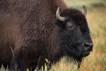 bison in grasslands of Yellowstone National Park in Wyoming