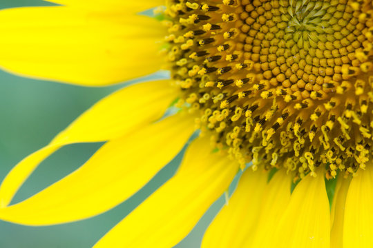 sunflower Close-Up