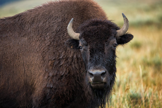 bison in grasslands of Yellowstone National Park in Wyoming
