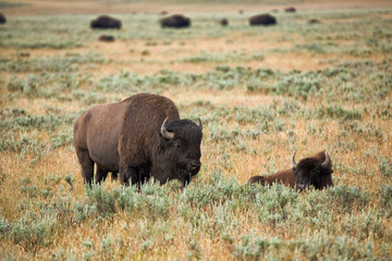 bison in grasslands of Yellowstone National Park in Wyoming