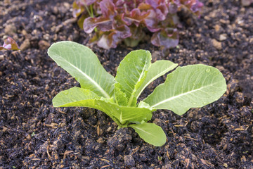 Salad organic vegetable