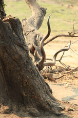 Naklejka premium Kudu antelope hiding behind a tree and its organs like branches