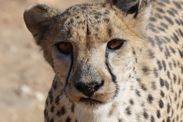 Geparde in freier Wildbahn © Fotowelt